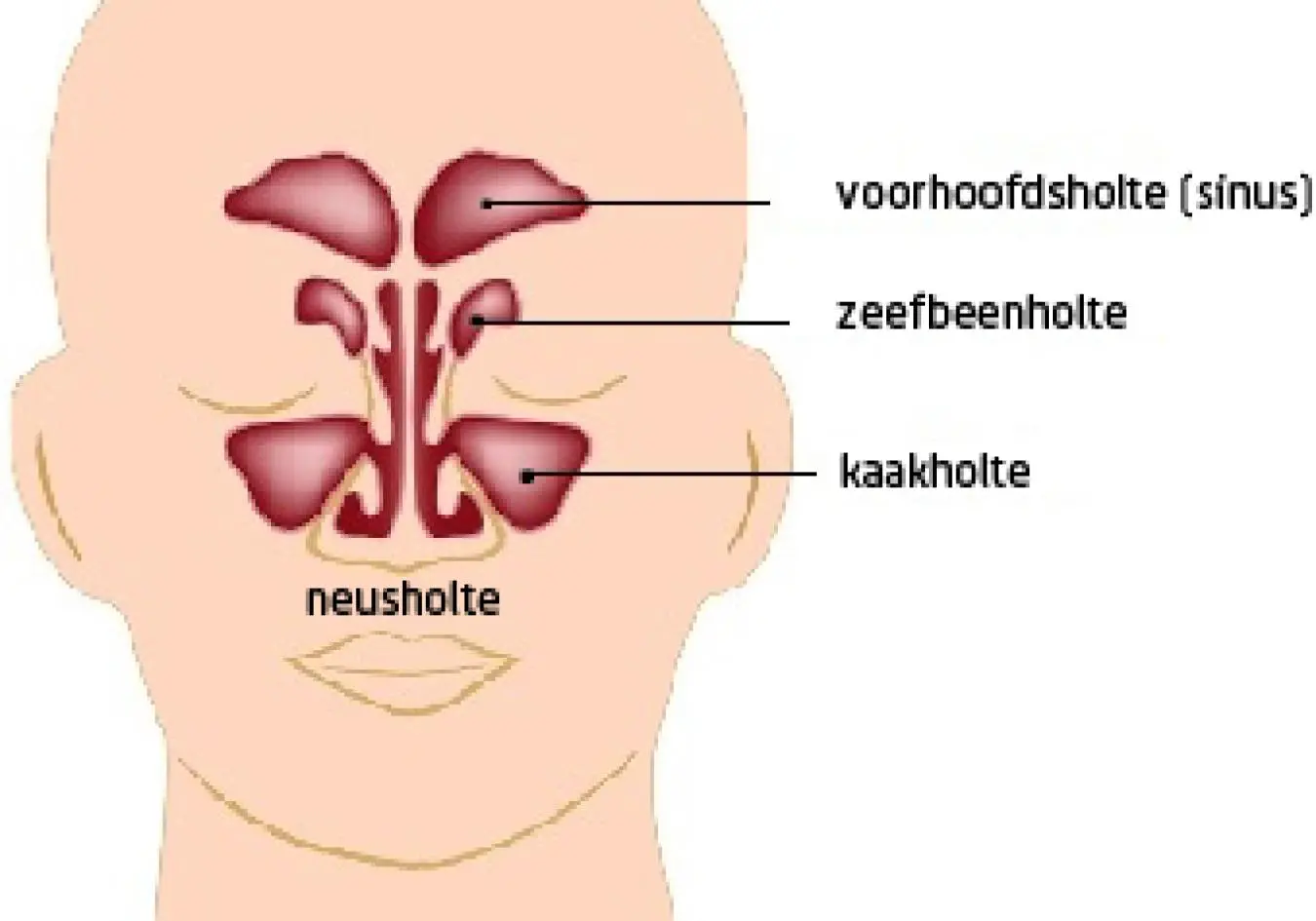 Illustratie van de neusholten in het gezicht