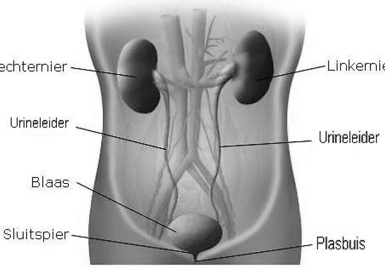 De urineleider is de afvoerende buis tussen de nier en de blaas. Via de urineleider stroomt urine van de nier naar de blaas. De urine verlaat tenslotte het lichaam via de plasbuis.