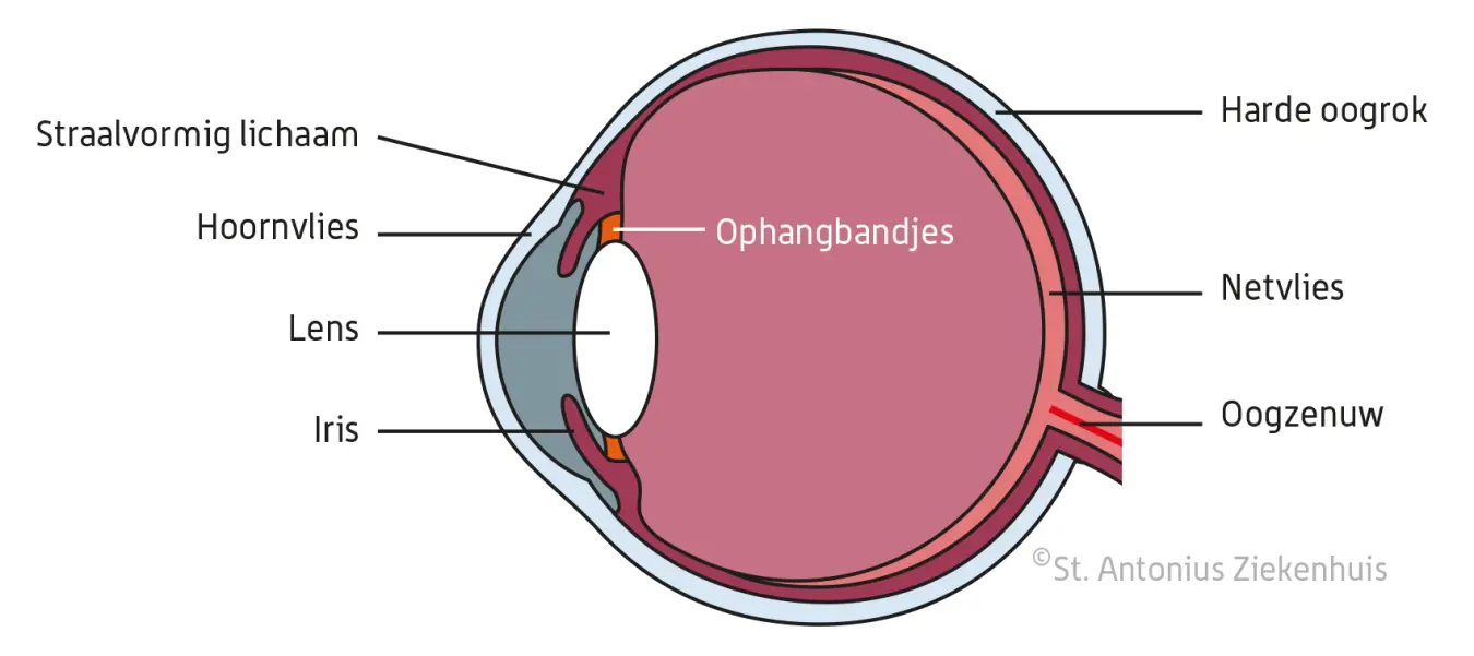 doorsnede van het oog