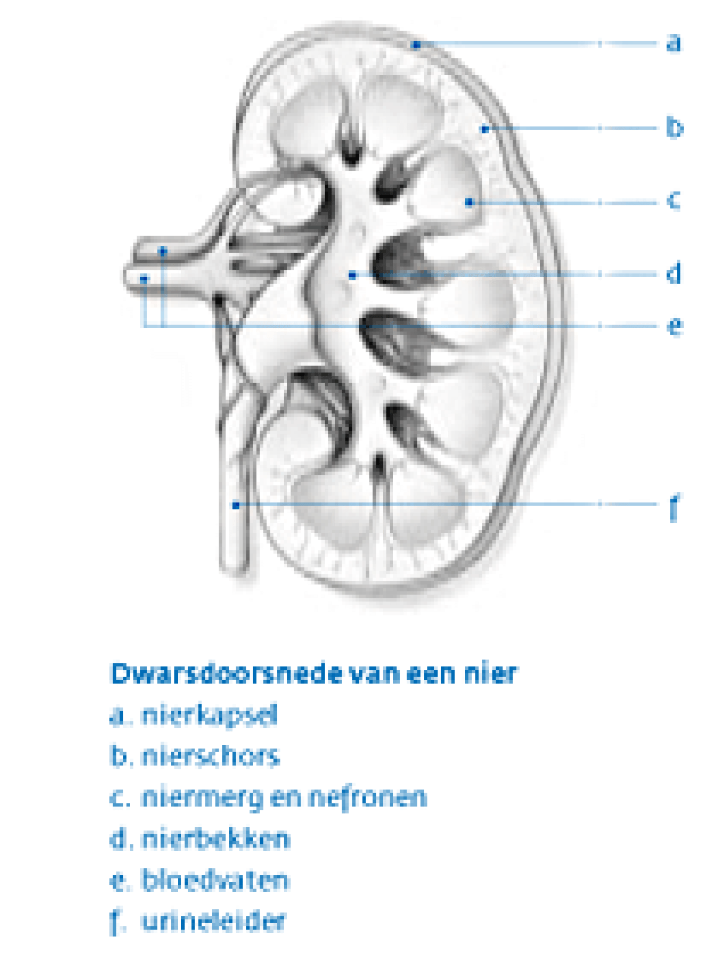 Nierkanker | St. Antonius Ziekenhuis